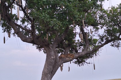 Campo de trabajo Uganda 2024